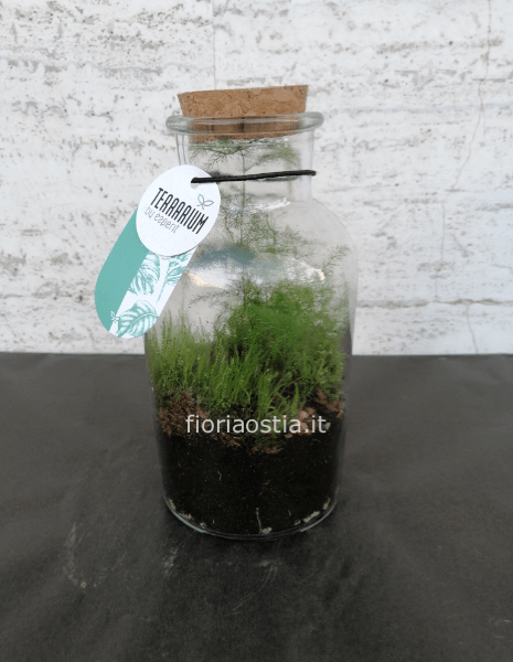 TERRARIUM EDEN CON BONSAI E PIANTE TROPICALI. CONTATTACI PER MISURE E  PREZZI » Fiori a Roma, fiorista a Roma vende online fiori e piante con  consegna a domicilio.