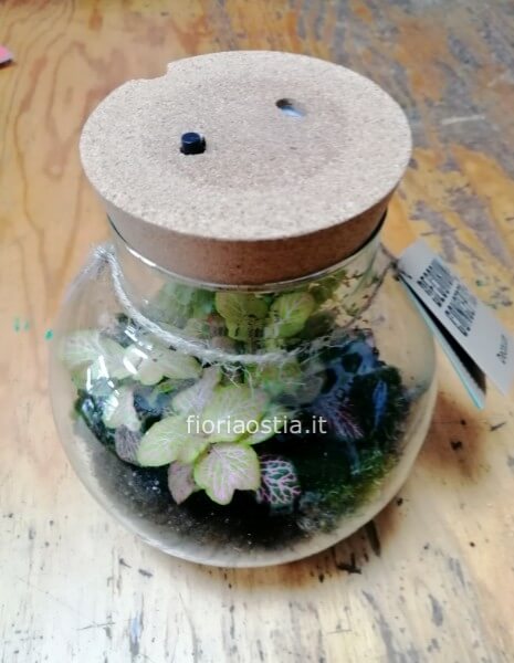 Terrarium