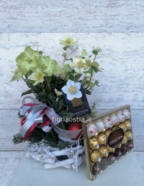 Helleborus (Rosa di Natale)